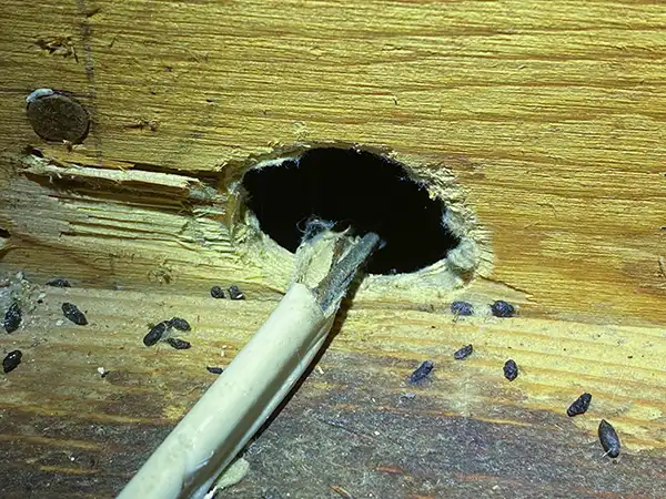 Rodent damage to wiring.
